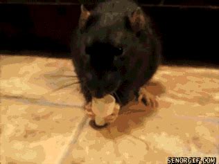 Tiny cup for tiny nibbler | Animals | Know Your Meme