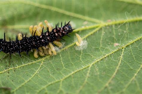 Parasitic Wasp Larvae Emerging from a Live Peacock Butterfly Caterpillar Stock Photo - Image of ...