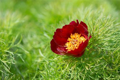 Fernleaf Peony Adds Unexpected Color and Texture to Your Garden