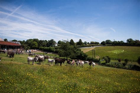 The Donkey Sanctuary | Sidmouth, Devon