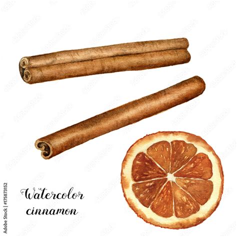 Watercolor cinnamon with orange slice set. Hand painted spice with ...