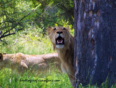 Hunting lions in South Africa with the African lion hunting specialists