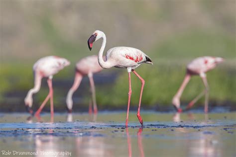 Lesser Flamingo - Lake Natron, Tanzania | Rob Drummond | Flickr