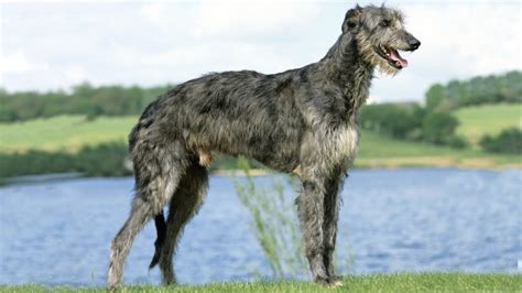 Deerhound dog breed history and characteristics | Horse & Hound