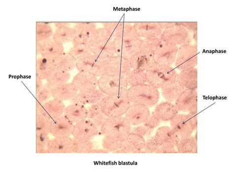 Mitosis In Animal Cell Whitefish Blastula / Whitefish Blastula Mitosis 320x Stock Photo Picture ...