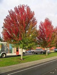 Elm/ Frontier - Pine Lane Nursery