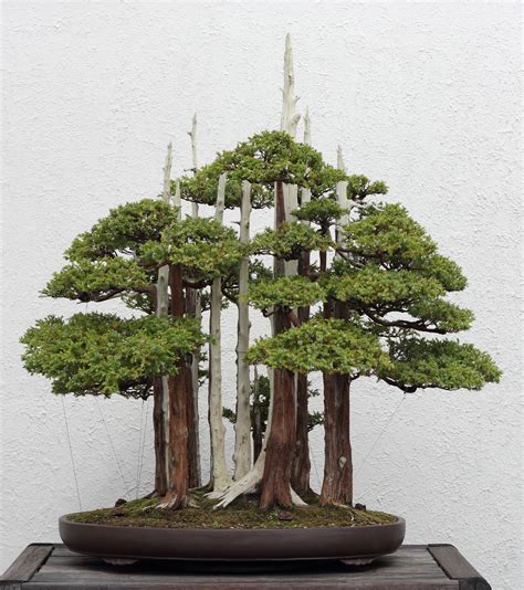 John Naka's famous bonsai masterpiece Goshin, on display at the National Bonsai & Penjing Museum ...