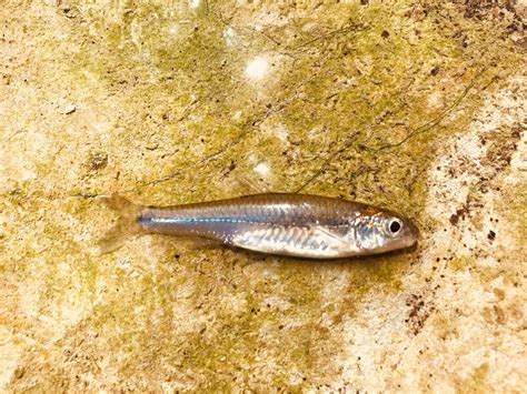 Species #193 — Guadalupe Roundnose Minnow – CaughtOvgard