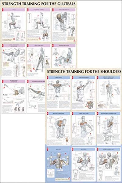 Strength Training Anatomy Poster Series PDF Frederic Delavier Human Kinetics Using the same ...