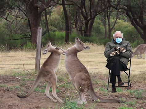 I'd rather watch kangaroos fight - Picture | eBaum's World