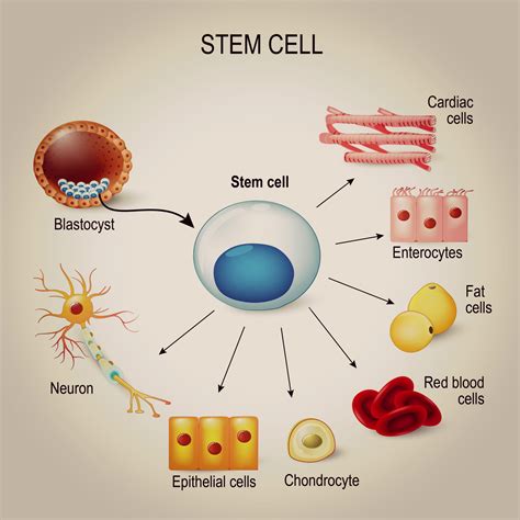 The one way that Stem cells maintain health: they take long naps - Life's Chemistry Press