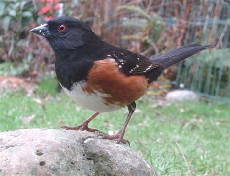 Shoreline Area News: For the Birds: Spotted Towhee