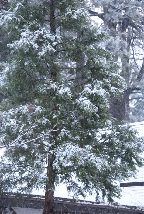 Snow has arrived in Idyllwild, less than original forecast • Idyllwild ...