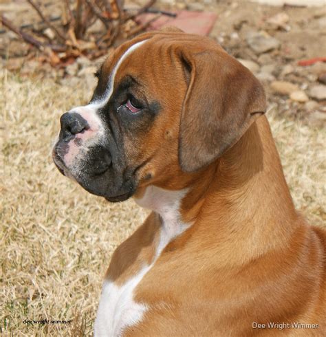 "Fancy Fawn Boxer Profile" by Dee Wright Wimmer | Redbubble