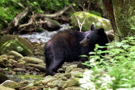 Black Bear - Cades Cove Stream Photograph by Susan Rissi Tregoning