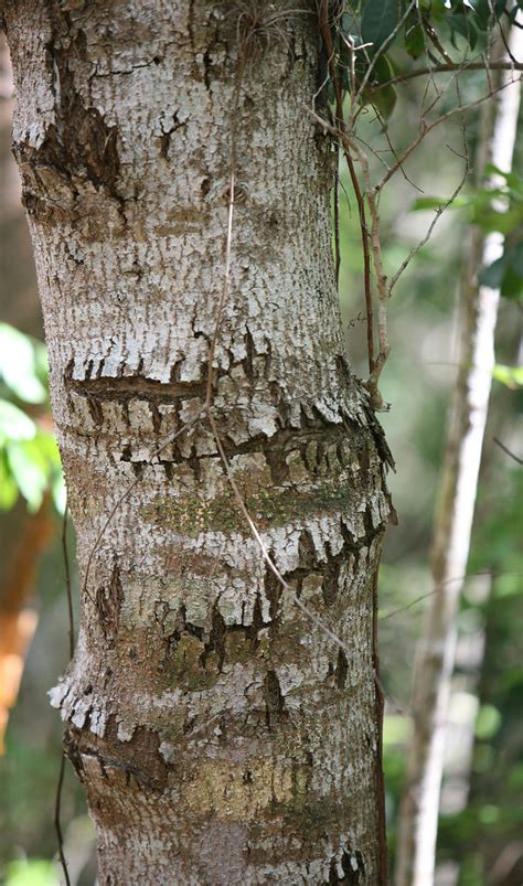 Manchineel tree | Andrew Bovingdon | Flickr