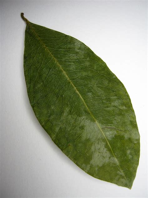 Coca leaf | Erythroxylum coca. | Farmer Dodds | Flickr