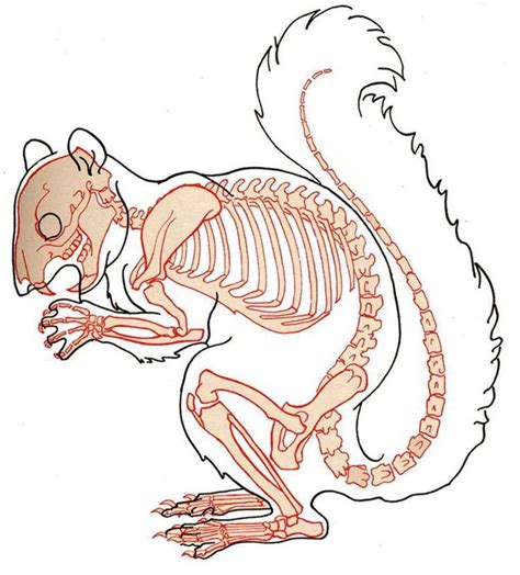 Squirrel Skeleton Drawing