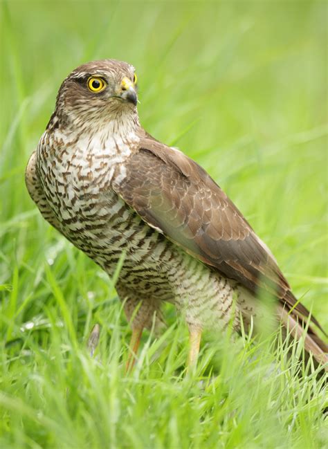 Sparrowhawk on prey Accipiter brevipes | Mike Rae