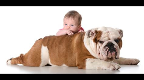 Baby Bull Dog Pictures - PetsWall