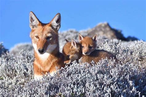 Ethiopian Wolf and pups in Bale Mountains National Park : r/pics