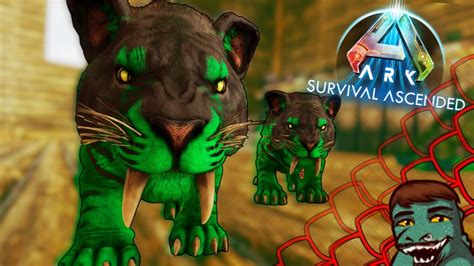 Sabertooth Taming And Breeding! | ARK: Survival Ascended [The Island EP ...