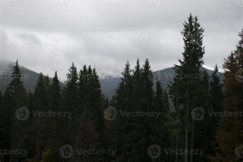 Misty foggy mountain landscape with fir forest 5002536 Stock Photo at ...