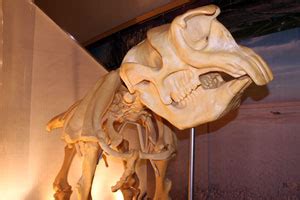 Megafauna Monday: Diprotodon - Double Helix