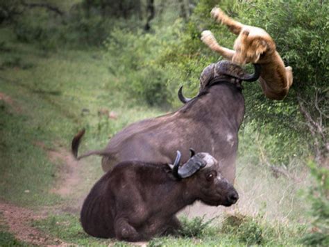 The battle of life and death determined to find the champion between the lion and the buffalo ...