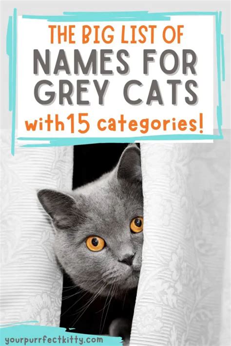 The Big List of Grey Cat Names - Your Purrfect Kitty