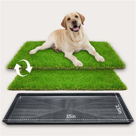 Dog Pee Grass | tunersread.com