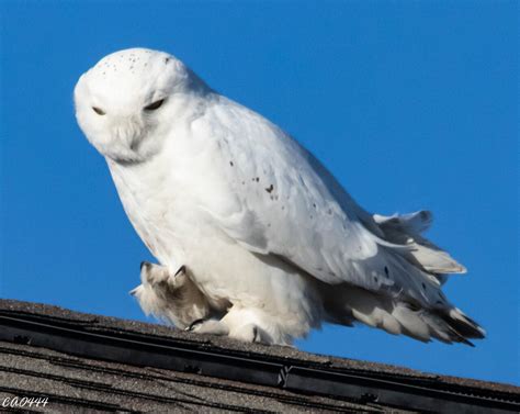 Here's why you're seeing snowy owls in Michigan this winter