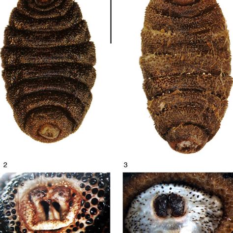 and 5. Cuterebra sp. larvae: 4, cephalopharyngeal skeleton, lateral... | Download Scientific Diagram