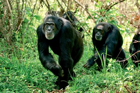 ‘Chimpanzee,’ a Disney Film Narrated by Tim Allen - The New York Times