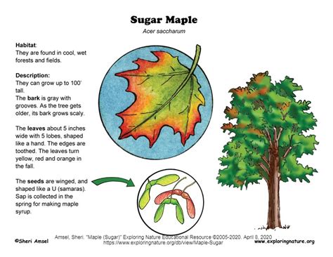 maple_sugar_diagram – The Pember Museum and Library, Granville New York