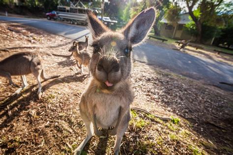 Accommodation | Sites, Cabins & Glamping | Tathra Beach Eco Camp