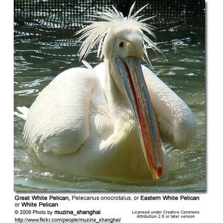 Great White Pelicans (Pelecanus onocrotalus) | Earth Life