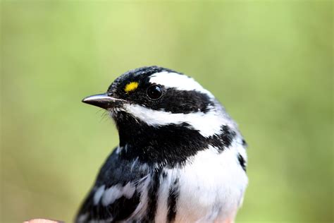 Comenzó la llegada de aves migratorias al Bosque La Primavera