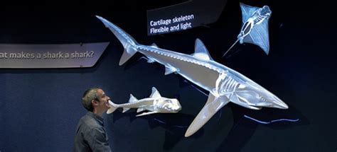 Interact with Sharks! At the New York Aquarium - SEGD - Designers of ...