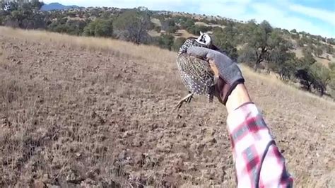 Arizona Quail hunting guide service Mearns Quail Double Aero Guides 2014 2015 GoPro footage ...