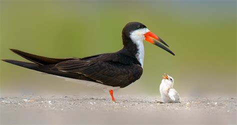 Black Skimmer Identification, All About Birds, Cornell Lab of Ornithology