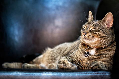 Best Brown Cat Stock Photos, Pictures & Royalty-Free Images - iStock