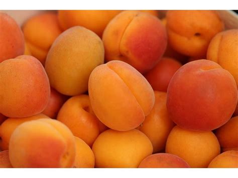 10 Fascinating Health Benefits Of Apricot, Nutrition And Recipes - Boldsky.com