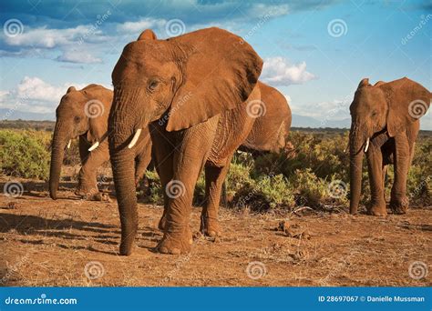 African Elephant Herd Advancing Stock Image - Image of savanna, team ...