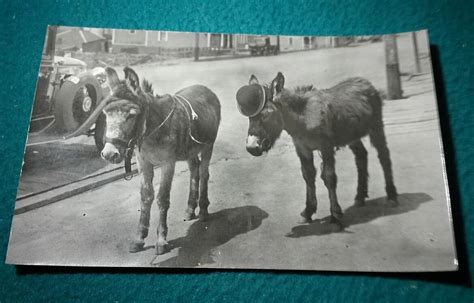 Vintage RPPC showing two donkeys in Cripple Creek Colorado during donkey days. | Cripple creek ...