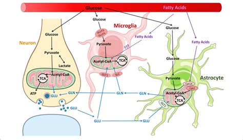 | Metabolic pathways in neurons and glia in the normal brain. Glucose... | Download Scientific ...