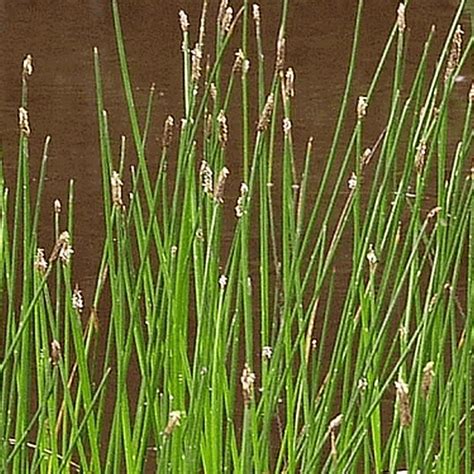 Eleocharis palustris (Great Spike Rush) Seed