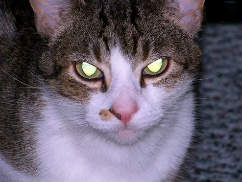 Why Do Cat's Eyes Glow in the Dark? - DAILY INFO PLUS