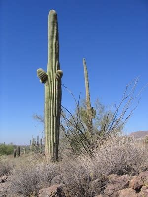 Temperate Desert Plants | Garden Guides