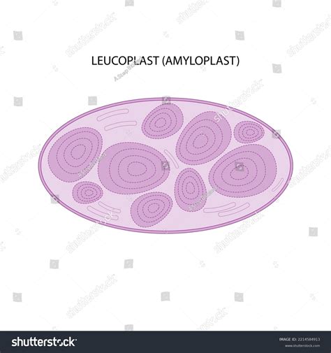 Leucoplast Amyloplast On White Background Stock Illustration 2214584913 | Shutterstock